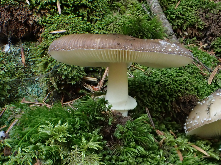 Sortie mycologique en Vallespir